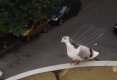 Porumbelul voiajor care mi-a intrat pe fereastra-9