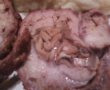 Rulada din carne de porc-3