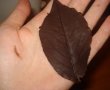 Frunze de ciocolata-4