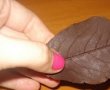 Frunze de ciocolata-5