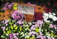 Simfonia  florilor-Piata plutitoare de flori Amsterdam-40