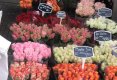 Simfonia  florilor-Piata plutitoare de flori Amsterdam-56