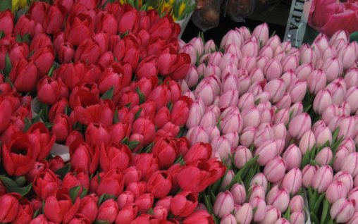 Simfonia  florilor-Piata plutitoare de flori Amsterdam
