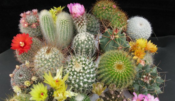 Cum se ingrijesc cactusii