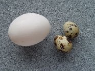 Cum se sparge un ou