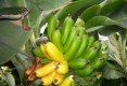 Vitaminele din banane-4
