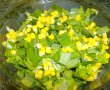 Salata de leurda cu salata verde-3