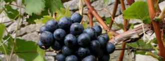 Resveretrol - antioxidant