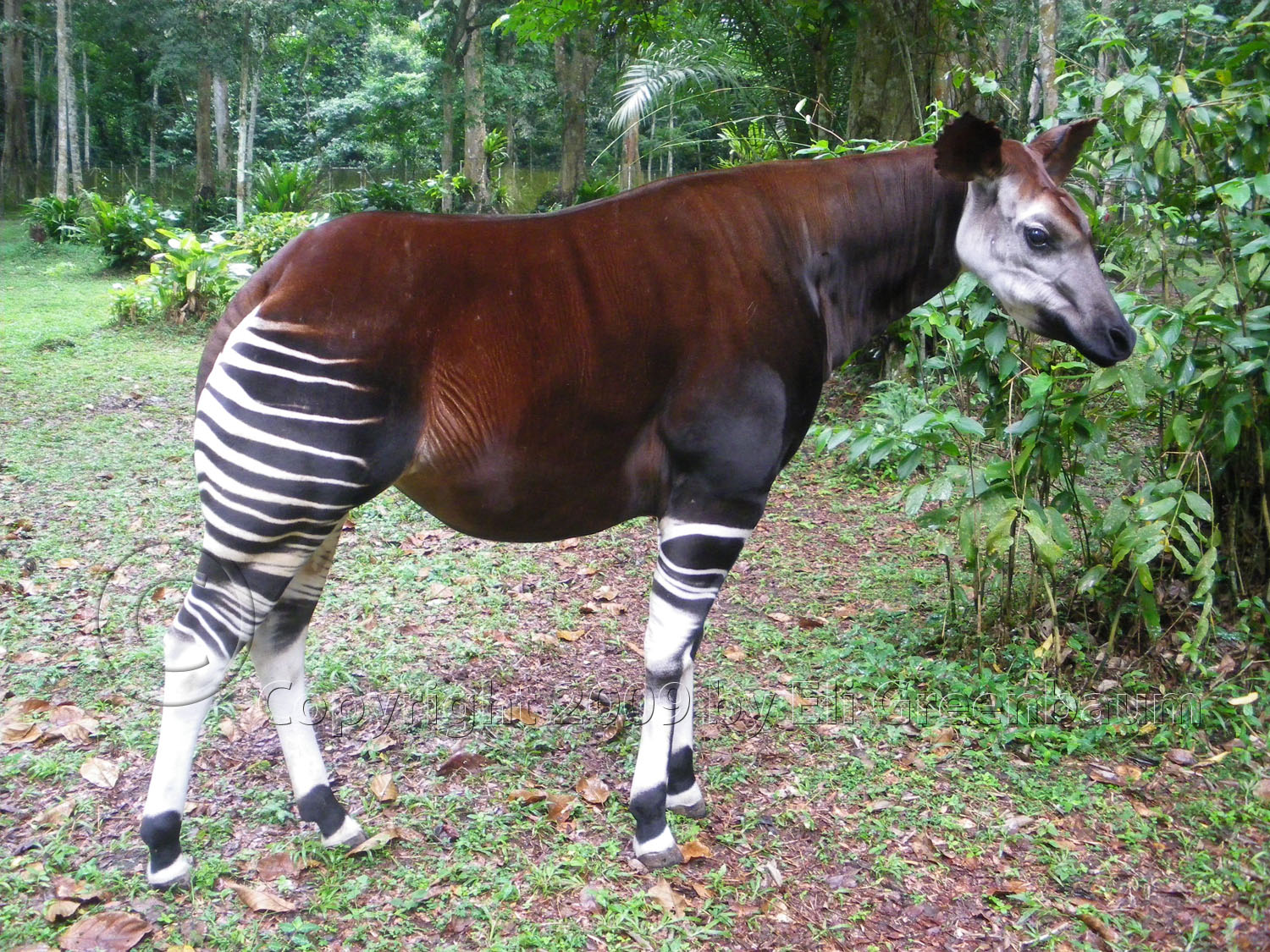 Okapi- Intre girafa si zebra 