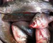 Ciorbă de peşte din caras, plătică şi păstrăv în stil pescăresc-0