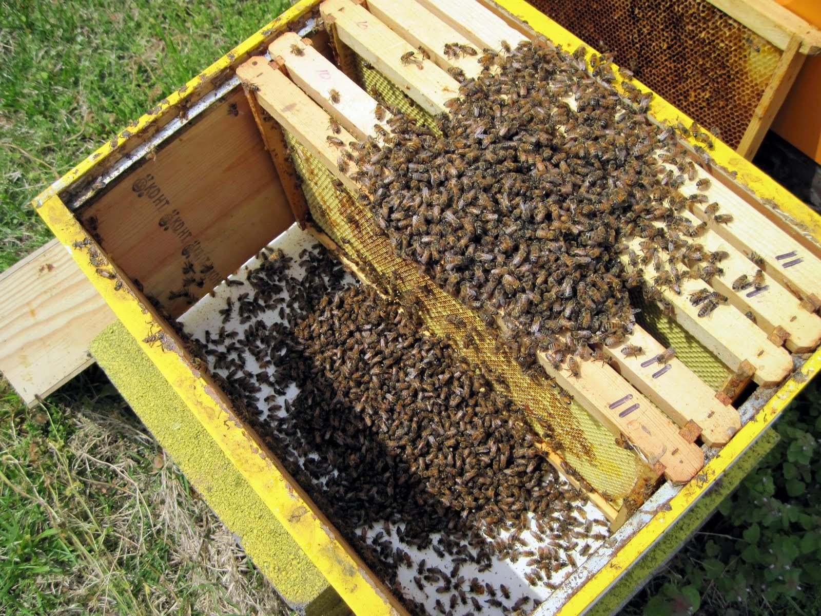 Albinele si mierea