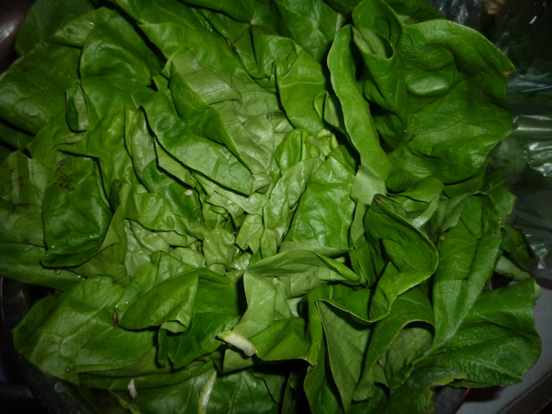 Sarmalute vegetariene in frunze de salata