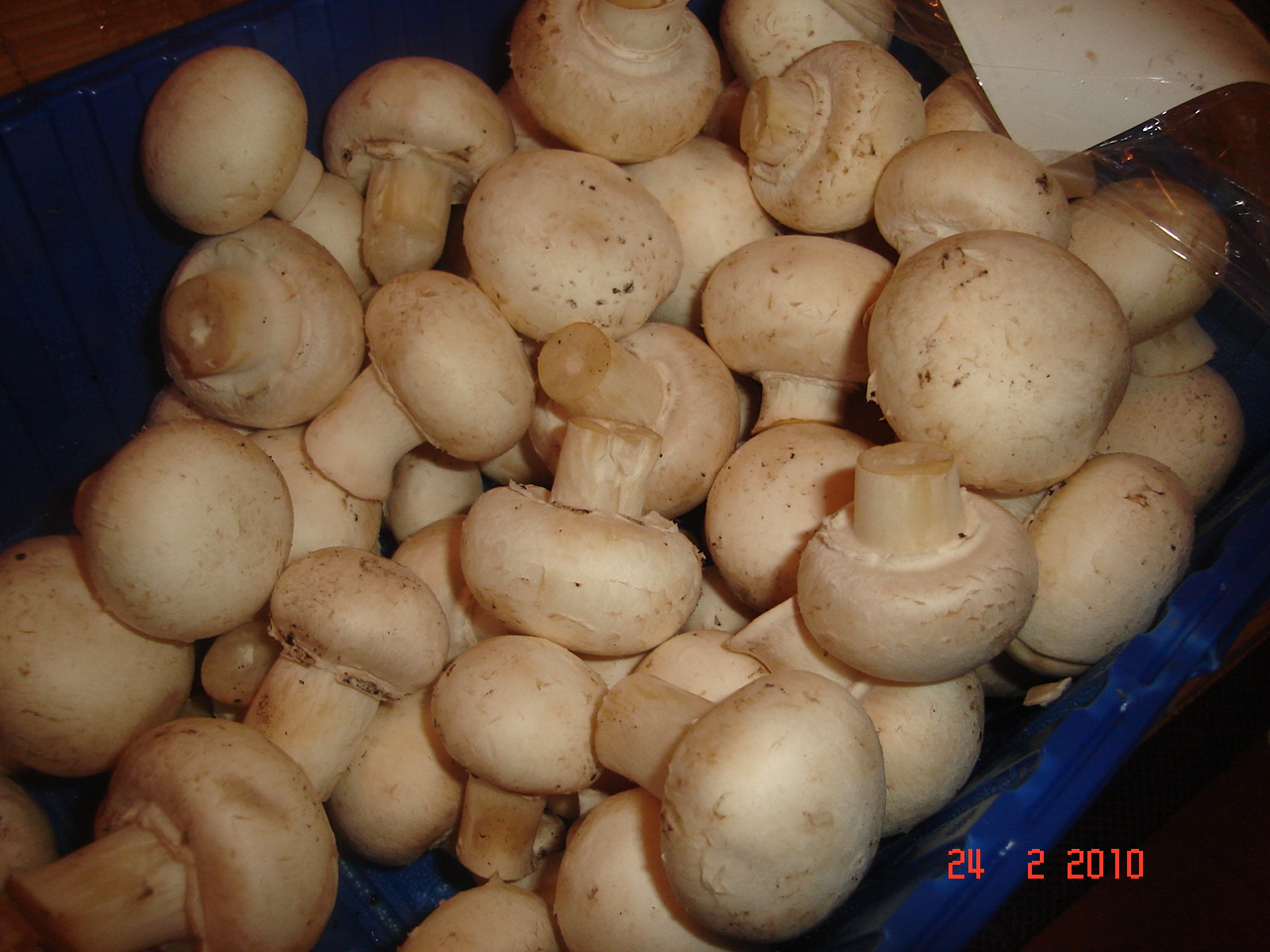 Paste cu ciuperci si sos alb