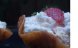 Eton Mess In Cosulete Brandy Snap