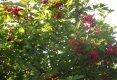 Bucătăraş hai –hui – Grădina Botanică „Vasile Fati” Jibou-37