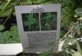 Bucătăraş hai –hui – Grădina Botanică „Vasile Fati” Jibou-55