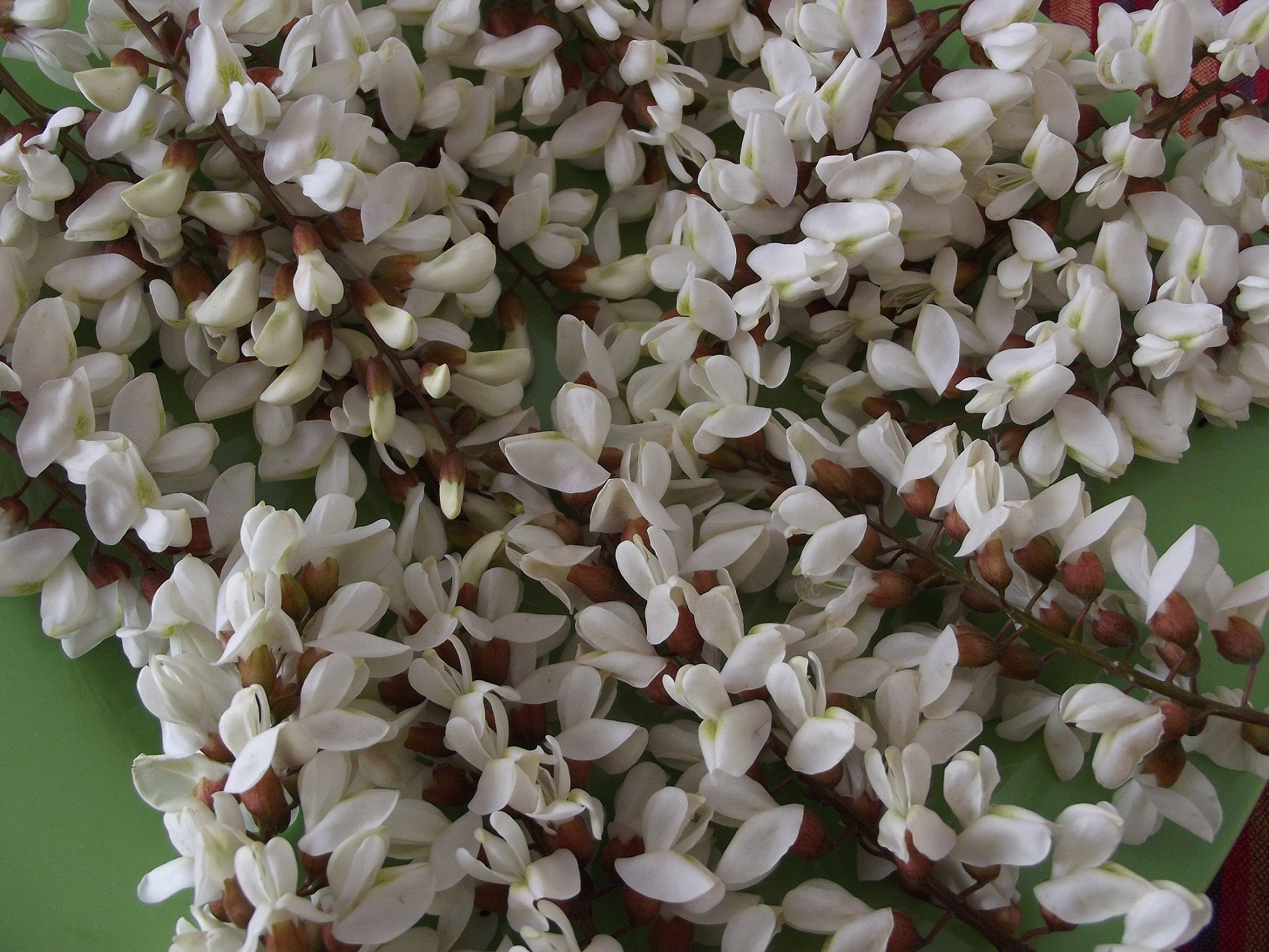 Gogoşi din flori de salcâm