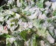 Omleta cu salata verde la cuptor-7