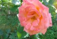 Bolul cu petale de trandafiri si lamaie-1