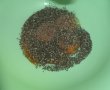 Painici cu tarate,chia si psillium-0