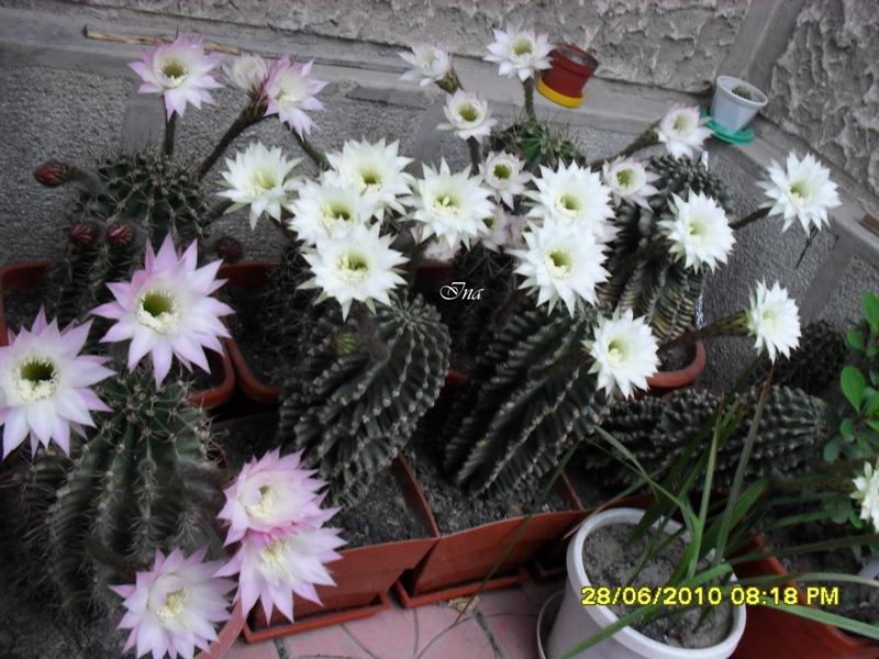 Superbii cactusi ai Inei!!!!