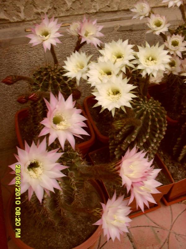 Superbii cactusi ai Inei!!!!