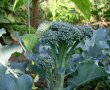 Salata picanta cu broccoli-0