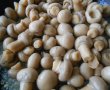 Garnitura de ciupercute intregi, cu sos alb-4