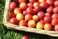 Fructe de sezon cu efect terapeutic-2