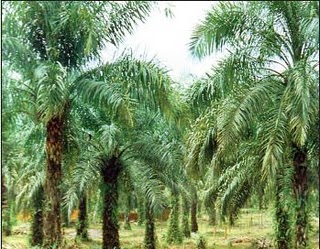 Uleiul de palmier