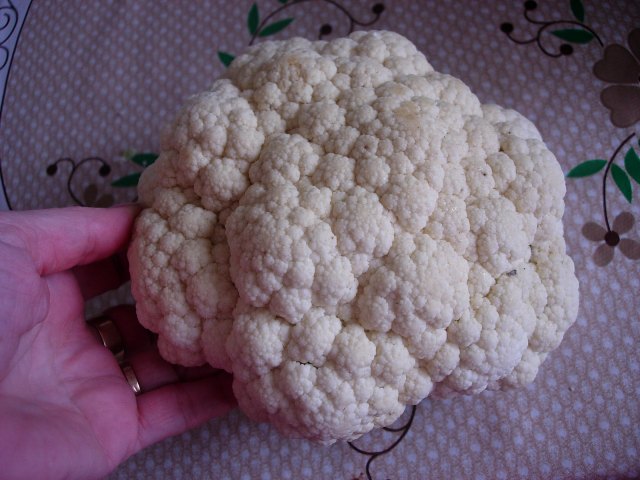Pasta de conopida