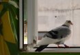 Porumbelul voiajor care mi-a intrat pe fereastra-2