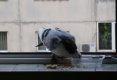 Porumbelul voiajor care mi-a intrat pe fereastra-10