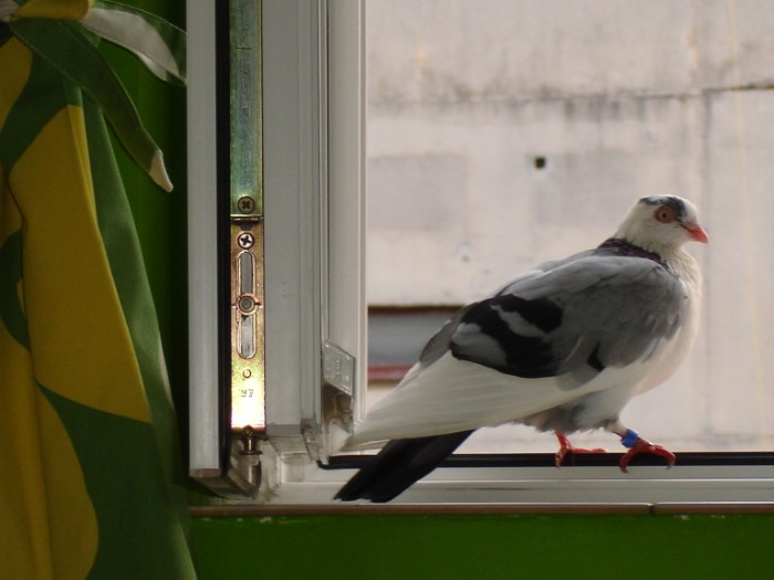 Porumbelul voiajor care mi-a intrat pe fereastra