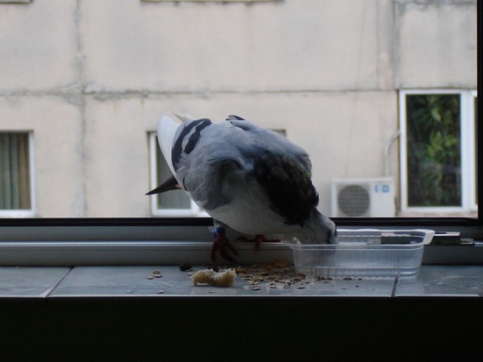 Porumbelul voiajor care mi-a intrat pe fereastra