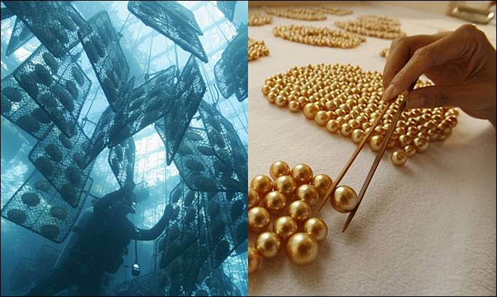 Cum se obtin perlele de aur