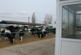 Bucataras reportaj la ferma de  lapte-7
