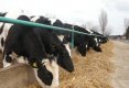 Bucataras reportaj la ferma de  lapte-8