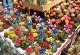 Simfonia  florilor-Piata plutitoare de flori Amsterdam-19