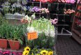 Simfonia  florilor-Piata plutitoare de flori Amsterdam-35