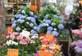 Simfonia  florilor-Piata plutitoare de flori Amsterdam-39