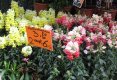 Simfonia  florilor-Piata plutitoare de flori Amsterdam-42