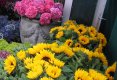 Simfonia  florilor-Piata plutitoare de flori Amsterdam-49