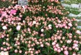 Simfonia  florilor-Piata plutitoare de flori Amsterdam-58