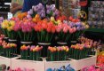 Simfonia  florilor-Piata plutitoare de flori Amsterdam-62