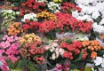 Simfonia  florilor-Piata plutitoare de flori Amsterdam-66