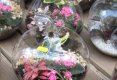 Simfonia  florilor-Piata plutitoare de flori Amsterdam-67
