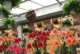 Simfonia  florilor-Piata plutitoare de flori Amsterdam-69