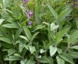 Ceai cu "Maramieh" - Ceai cu Salvia officinalis-3