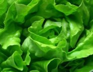 Salata verde o sursa de sanatate